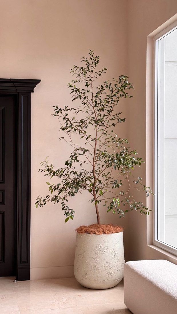 Árbol de interior en pote blanco texturizado junto a una ventana