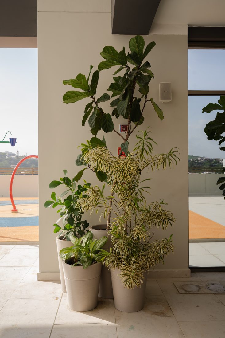 Grupo de plantas en potes junto a una columna en una terraza