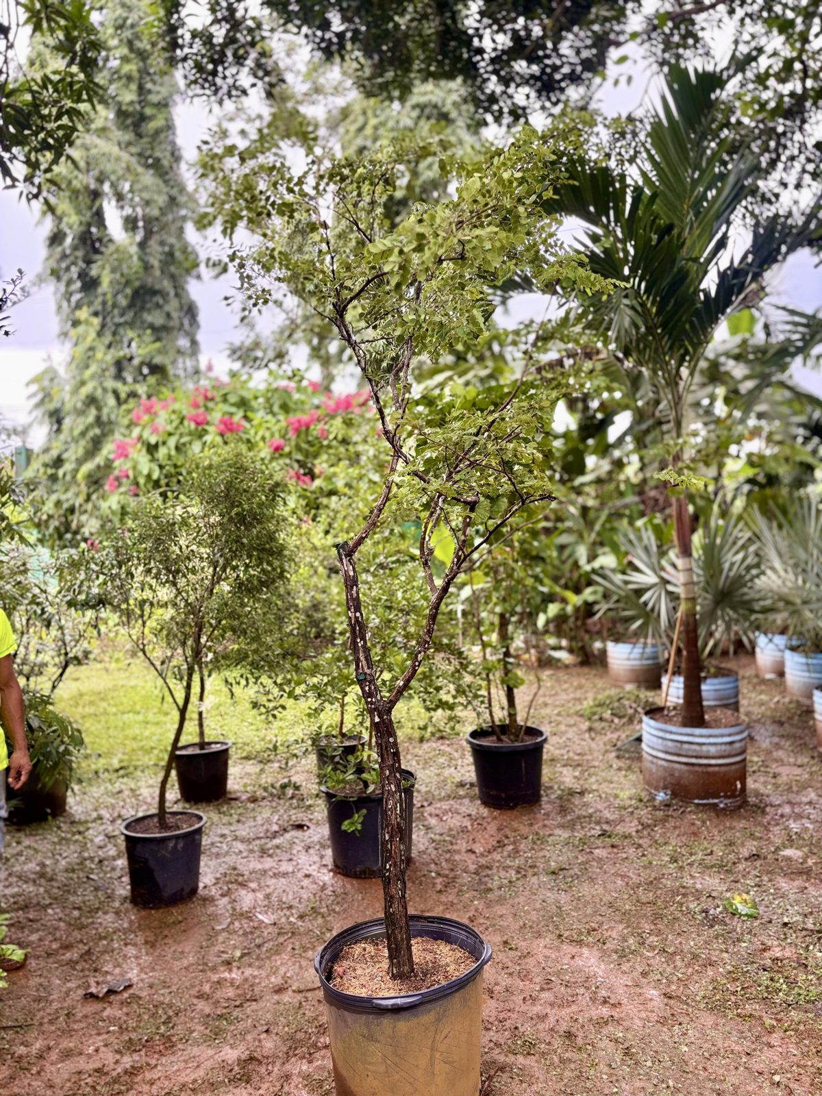 Acacia rosada