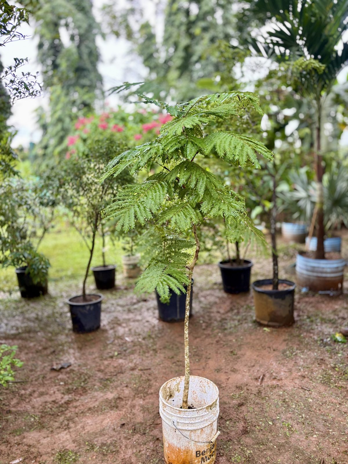 Árbol lorito