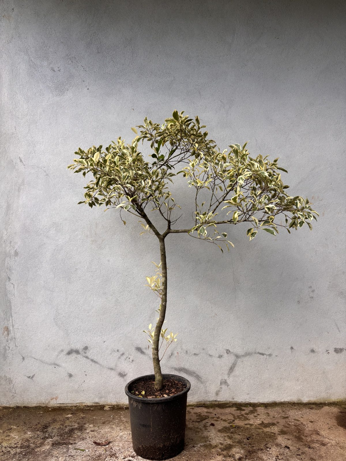 Ficus benjamina variegado