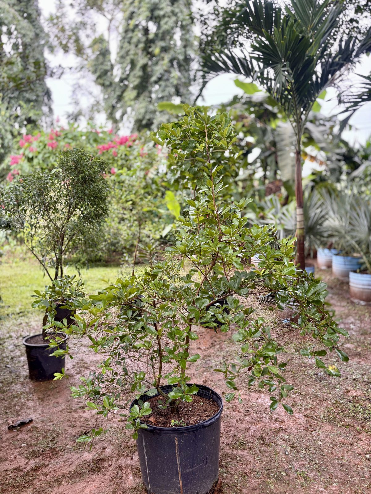 Olivo negro
