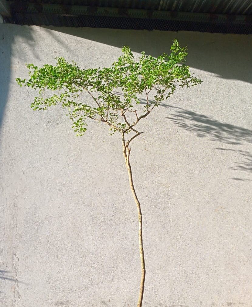 Pithecellobium dulce