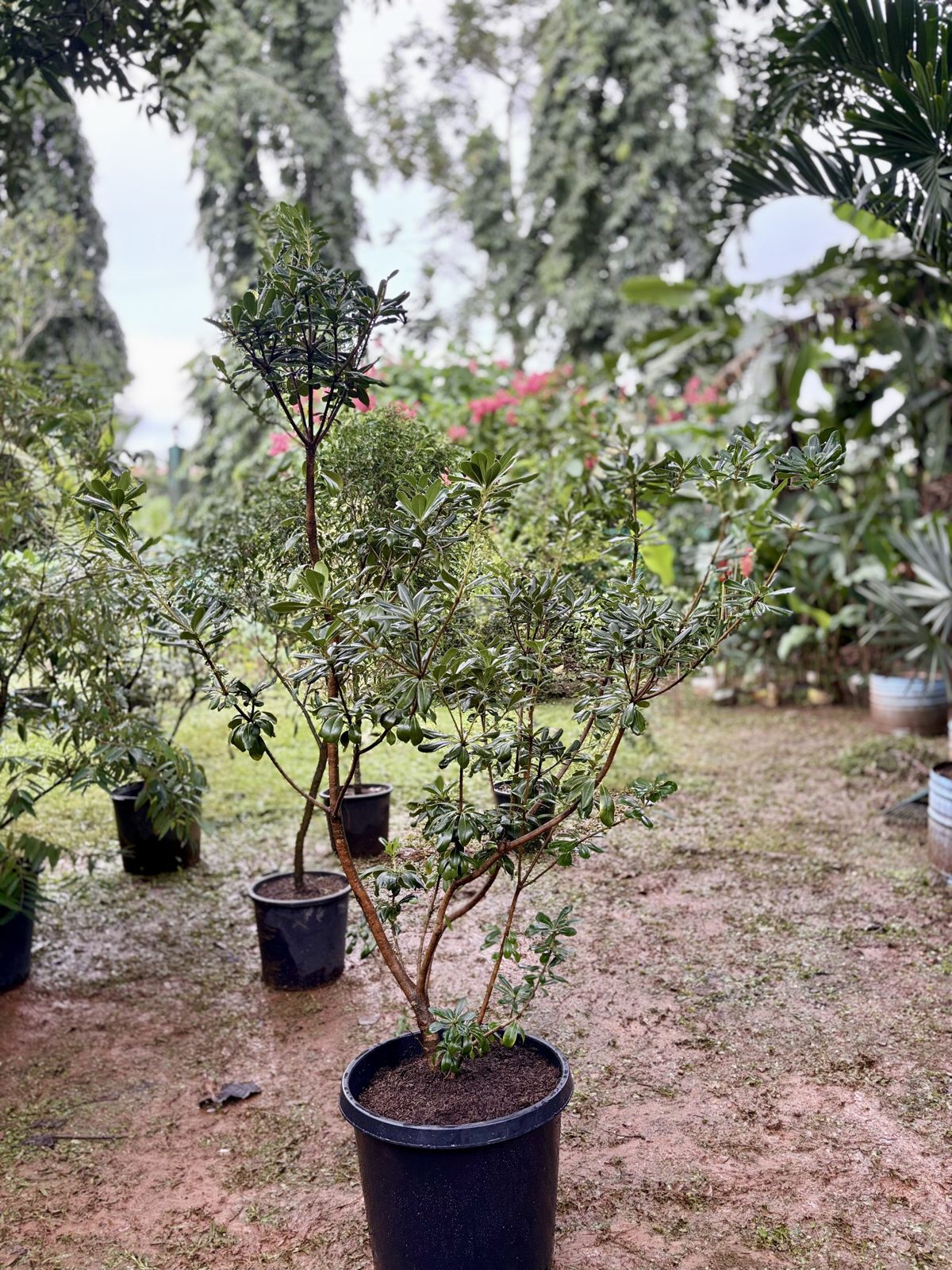 Pittosporum tobira
