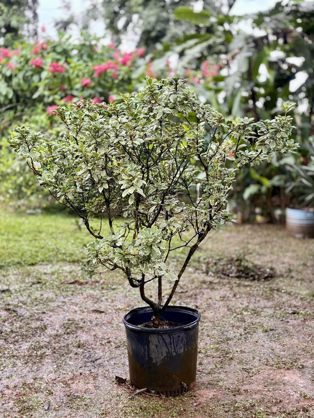 Pittosporum variegado