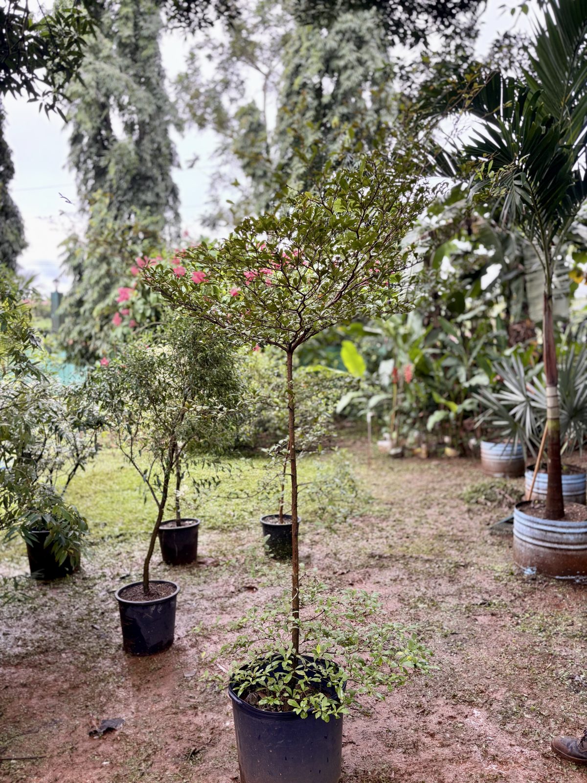 Terminalia mantaly
